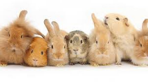 Cavia's konijnen verzorging - Stichting Gennep